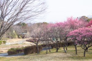 大高緑地公園、花梅まつり、2月の春の花、名古屋市緑区の観光・撮影スポットの画像と写真