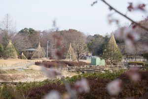 大高緑地公園、花梅まつり、2月の春の花、名古屋市緑区の観光・撮影スポットの画像と写真