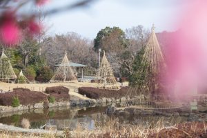 大高緑地公園、花梅まつり、2月の春の花、名古屋市緑区の観光・撮影スポットの画像と写真