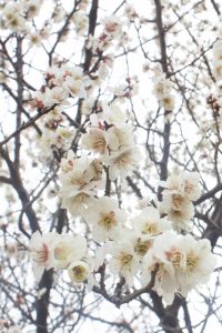 大高緑地公園、花梅まつり、2月の春の花、名古屋市緑区の観光・撮影スポットの画像と写真