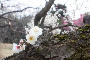 大高緑地公園、花梅まつり、2月の春の花、名古屋市緑区の観光・撮影スポットの画像と写真