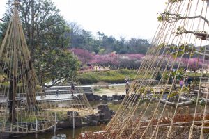 大高緑地公園、梅園、2月の春の花、名古屋市緑区の観光・撮影スポットの画像と写真