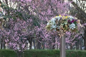 名城公園、フラワープラザ、梅、2月の春の花名古屋市北区の観光・撮影スポットの画像と写真