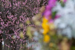 名城公園、フラワープラザ、梅、2月の春の花名古屋市北区の観光・撮影スポットの画像と写真