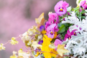 名城公園、フラワープラザ、2月の春の花名古屋市北区の観光・撮影スポットの画像と写真