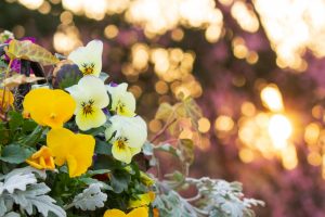 名城公園、フラワープラザ、2月の春の花名古屋市北区の観光・撮影スポットの画像と写真