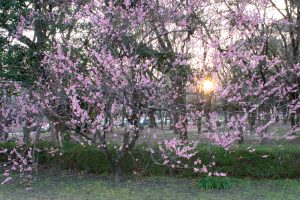 名城公園、フラワープラザ、梅、2月の春の花名古屋市北区の観光・撮影スポットの画像と写真