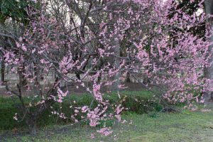 名城公園、フラワープラザ、梅、2月の春の花名古屋市北区の観光・撮影スポットの画像と写真