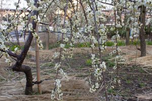 名城公園、フラワープラザ、梅、2月の春の花名古屋市北区の観光・撮影スポットの画像と写真