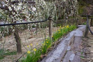 名城公園、フラワープラザ、梅、2月の春の花名古屋市北区の観光・撮影スポットの画像と写真