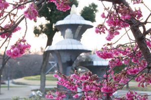名城公園、フラワープラザ、2月の春の花名古屋市北区の観光・名城公園、フラワープラザ、2月の春の花、名古屋市北区の観光・撮影スポットの画像と写真