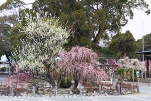 結城神社、梅、2月の春の花、三重県津市の観光・撮影スポットの画像と写真