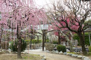 結城神社、梅、2月の春の花、三重県津市の観光・撮影スポットの画像と写真