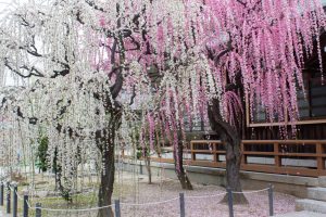 結城神社、梅、2月の春の花、三重県津市の観光・撮影スポットの画像と写真