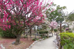 結城神社、梅、2月の春の花、三重県津市の観光・撮影スポットの画像と写真