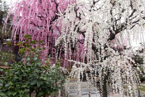 結城神社、梅、2月の春の花、三重県津市の観光・撮影スポットの画像と写真