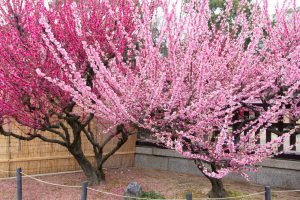 結城神社、梅、2月の春の花、三重県津市の観光・撮影スポットの画像と写真