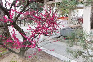 結城神社、梅、2月の春の花、三重県津市の観光・撮影スポットの画像と写真