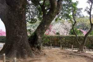 結城神社、梅、2月の春の花、三重県津市の観光・撮影スポットの画像と写真