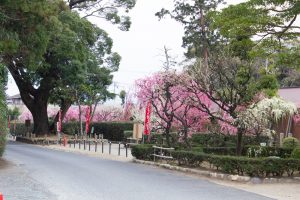 結城神社、梅、2月の春の花、三重県津市の観光・撮影スポットの画像と写真