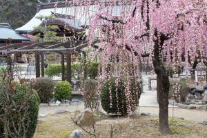 結城神社、梅、2月の春の花、三重県津市の観光・撮影スポットの画像と写真