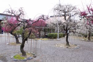 結城神社、梅、2月の春の花、三重県津市の観光・撮影スポットの画像と写真