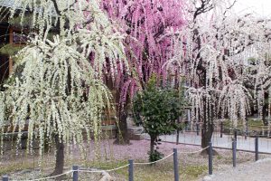 結城神社、梅、2月の春の花、三重県津市の観光・撮影スポットの画像と写真