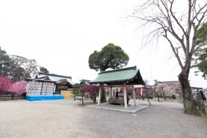 結城神社、梅、2月の春の花、三重県津市の観光・撮影スポットの画像と写真