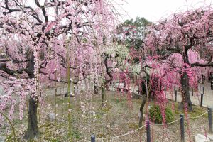 結城神社、梅、2月の春の花、三重県津市の観光・撮影スポットの画像と写真
