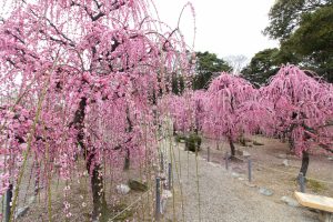 結城神社、梅、2月の春の花、三重県津市の観光・撮影スポットの画像と写真結城神社、梅、2月の春の花、三重県津市の観光・撮影スポットの画像と写真