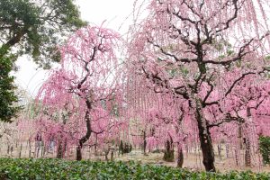 結城神社、梅、2月の春の花、三重県津市の観光・撮影スポットの画像と写真