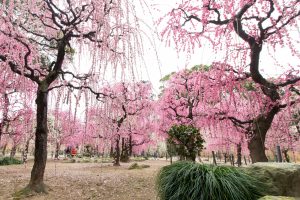 結城神社、梅、2月の春の花、三重県津市の観光・撮影スポットの画像と写真