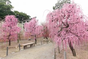 結城神社、梅、2月の春の花、三重県津市の観光・撮影スポットの画像と写真