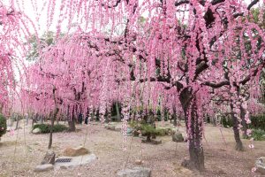 結城神社、梅、2月の春の花、三重県津市の観光・撮影スポットの画像と写真結城神社、梅、2月の春の花、三重県津市の観光・撮影スポットの画像と写真