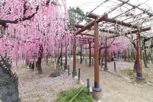 結城神社、梅、2月の春の花、三重県津市の観光・撮影スポットの画像と写真