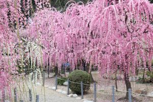 結城神社、梅、2月の春の花、三重県津市の観光・撮影スポットの画像と写真結城神社、梅、2月の春の花、三重県津市の観光・撮影スポットの画像と写真