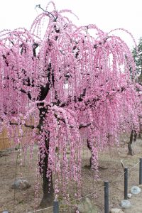 結城神社、梅、2月の春の花、三重県津市の観光・撮影スポットの画像と写真