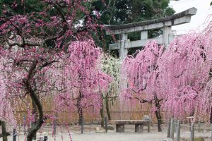 結城神社、梅、2月の春の花、三重県津市の観光・撮影スポットの画像と写真