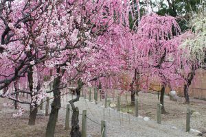 結城神社、梅、2月の春の花、三重県津市の観光・撮影スポットの画像と写真