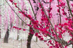結城神社、梅、2月の春の花、三重県津市の観光・撮影スポットの画像と写真