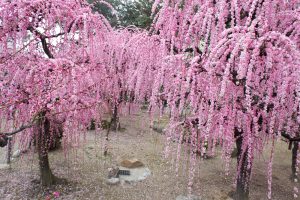 結城神社、梅、2月の春の花、三重県津市の観光・撮影スポットの画像と写真