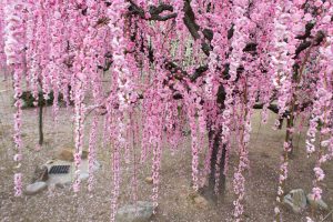 結城神社、梅、2月の春の花、三重県津市の観光・撮影スポットの画像と写真