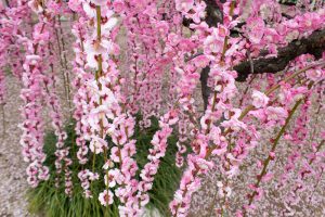 結城神社、梅、2月の春の花、三重県津市の観光・撮影スポットの画像と写真