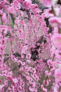 結城神社、梅、2月の春の花、三重県津市の観光・撮影スポットの画像と写真