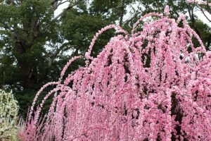 結城神社、梅、2月の春の花、三重県津市の観光・撮影スポットの画像と写真