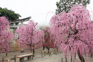 結城神社、梅、2月の春の花、三重県津市の観光・撮影スポットの画像と写真