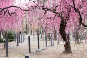 結城神社、梅、2月の春の花、三重県津市の観光・撮影スポットの画像と写真