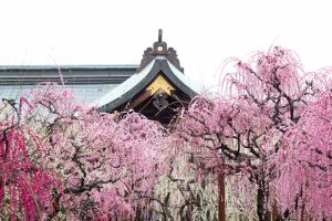 結城神社、梅、2月の春の花、三重県津市の観光・撮影スポットの画像と写真