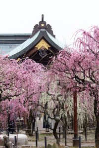 結城神社、梅、2月の春の花、三重県津市の観光・撮影スポットの画像と写真