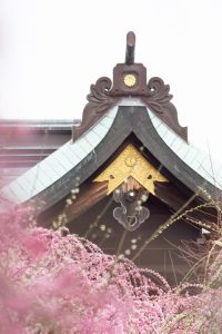 結城神社、梅、2月の春の花、三重県津市の観光・撮影スポットの画像と写真